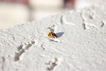Ladybug. Red, orange with black dots. Crawls on a white uneven surface, background.