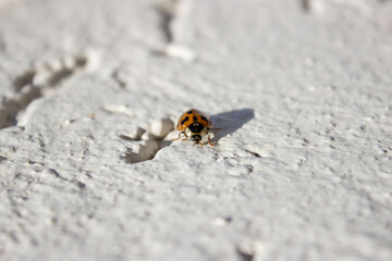 Ladybug. Red, orange with black dots. Crawls on a white uneven surface, background.