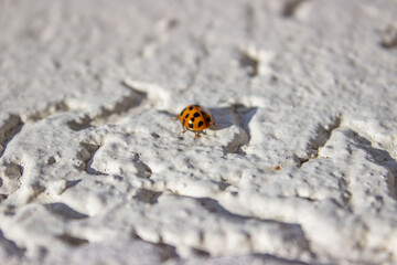 Ladybug. Red, orange with black dots. Crawls on a white uneven surface, background.