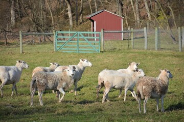 Fototapeta premium sheep in a farm