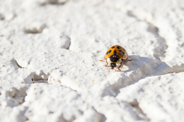 Ladybug. Red, orange with black dots. Crawls on a white uneven surface, background. - Powered by Adobe