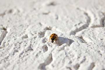Ladybug. Red, orange with black dots. Crawls on a white uneven surface, background.