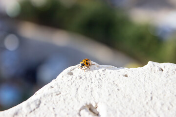 Ladybug. Red with black dots. Crawls on a white uneven surface, on a blurry green-blue background.