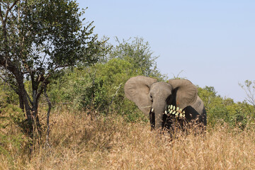 Obraz premium Afrikanischer Elefant / African elephant / Loxodonta africana