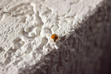Ladybug. Red, orange with black dots. Crawls on a white uneven surface, background.