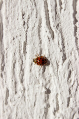 Ladybug. Red with black dots. Crawls on a white uneven surface, background.
