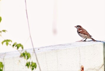 Indian Sparrow Close View Of Sparrow Sitting On Wall