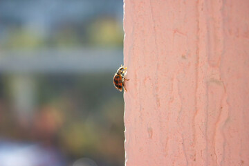 Ladybug. Red with black dots. Crawls on a white uneven surface, on a blurry green-blue background.