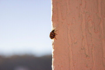 Ladybug. Red with black dots. Crawls on a white uneven surface, on a blurry green-blue background.