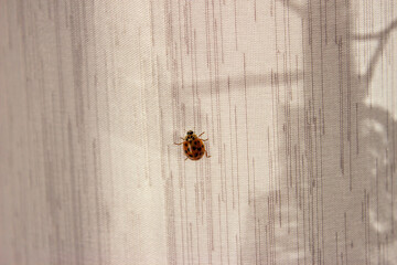 Ladybug. Red with black dots. Crawls on the gray fabric (curtain).