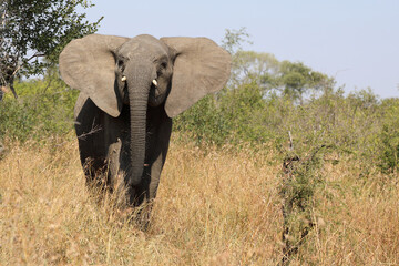 Obraz premium Afrikanischer Elefant / African elephant / Loxodonta africana