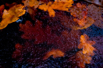 frozen leaves in the lake