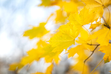 Naklejka na ściany i meble Beautiful yellow autumn leaves on the tree. Selective focus