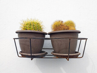 Front view of two brown pots with cactus hanging on white concrete exterior wall. Rustic wall planter with two natural prickly cacti. Natural plants and flowers background.