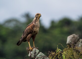 Guyane