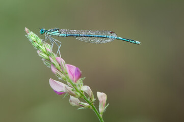 Enallagma cyathigerum is a European damselfly in dew awaiting sunrise