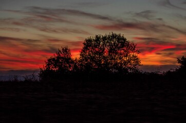 Silhouettes of trees and vegetation in the countryside at sunset