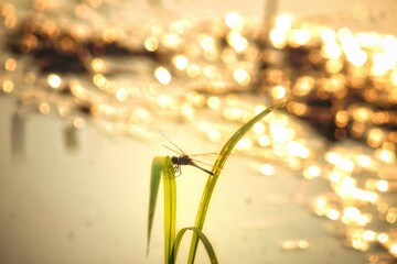 Golden Dragonfly on a blade of grass, evening sun
