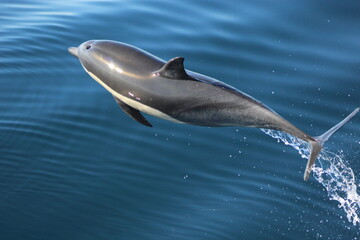 Dolphin Breaching 