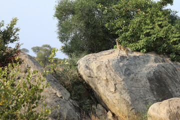 Klippspringer / Klipspringer / Oreotragus oreotragus