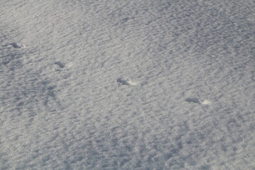 Fox tracks in the snow under the low sun