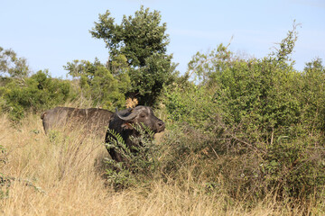 Kaffernbüffel / Buffalo / Syncerus caffer