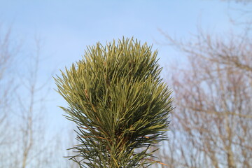 top of a young pine tree in the winter forest