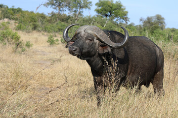 Obraz premium Kaffernbüffel / Buffalo / Syncerus caffer