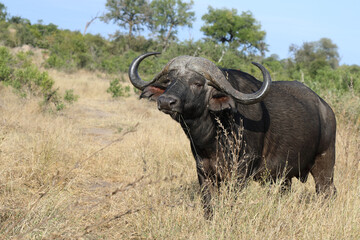 Kaffernbüffel / Buffalo / Syncerus caffer