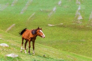 foal among green meadows in the mountains