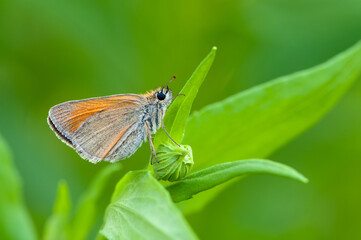 Damas immaculata butterfly on a blade of grass early in the morning waiting for the first rays of the sun
