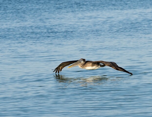 Brown Pelican (Pelicanus occidentalis) gliding over the Gulf of Mexico at St. Pete Beach, Florida. © geraldmarella