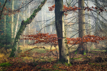autumn forest in the autumn