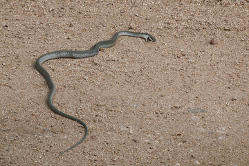 Afrikanische Baumschlange / Boomslang / Dispholidus typus.....