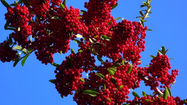 Pyracantha or firethorn, red fruits of an evergreen against a blue sky