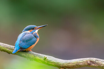 Eurasian kingfisher (Alcedo atthis) sitting on his perch in autumn.