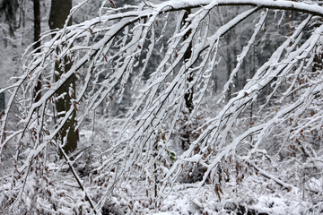 The first snow fell in the forest