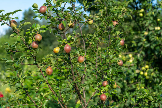 green apples on a tree in the garden, selective focusing, tinted image, growing different varieties of apples in your garden, several apples with a green branch