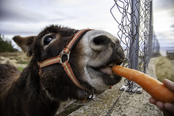 Donkey eating carrot