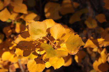 Autumn leaves on a tree branch