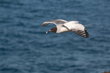 gull in flight