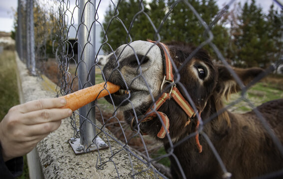 Donkey Eating Carrot