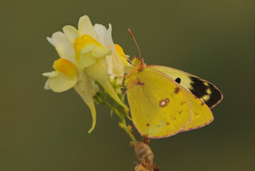 a yellow butterfly Colias hyale   on a  flower in the early morning on a glade awaiting dawn