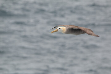 Flying waved albatross