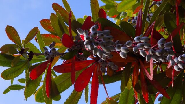 (Barberys julianae) Fruits and red leaves in autumn in the botanical garden