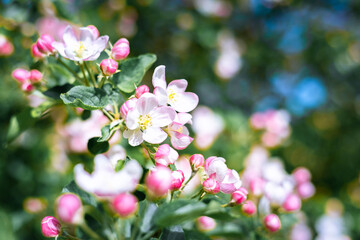 A blooming branch of apple tree in spring. Spring nature background.