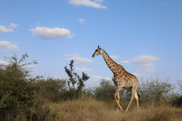 Giraffe / Giraffe / Giraffa Camelopardalis