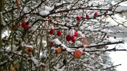 Zimowe owoce pod śniegiem.