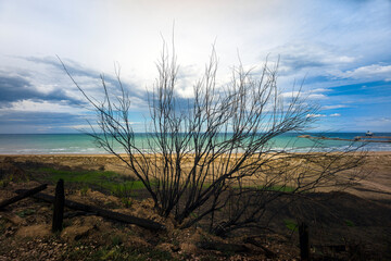 Punta Penne Nature Reserve, Vasto, Abruzzi, Italy: the reserve after the fire in August 2020