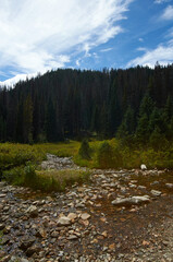 Alpine Creek Flows Through Pine Forest